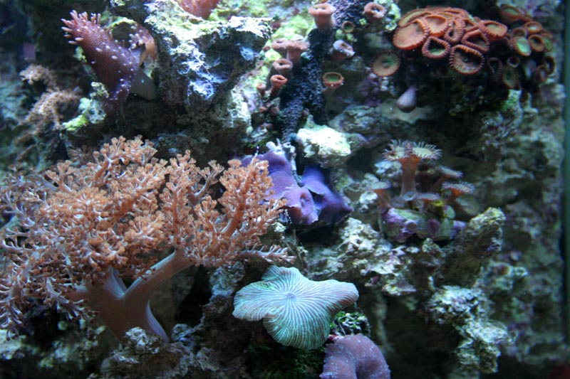 Nano Meerwasseraquarium